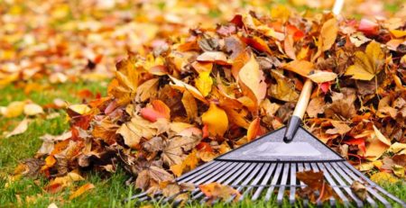 Pile of fall leaves with a rake