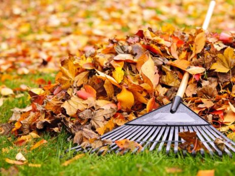 Pile of fall leaves with a rake