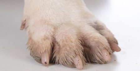 Close up of a dog's paw