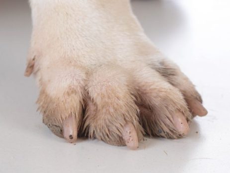 Close up of a dog's paw