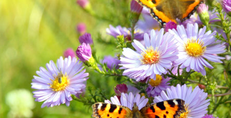 IMAGE OF BUTTERFLIES ON PURPLE FLOWERS